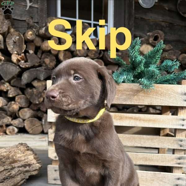 Skip, Chocolate Labrador Retriever Puppy